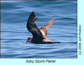 Ashy Storm Petrel, photo by Jeff Poklen