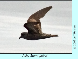 Ashy Storm-petrel, photo by Jeff Poklen