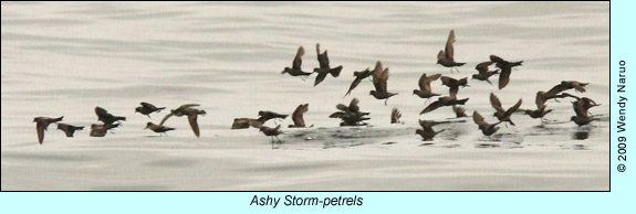 Ashy Storm-petrels, photo by Wendy Naruo