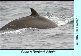 Baird's Beaked Whale, photo by Eric Preston