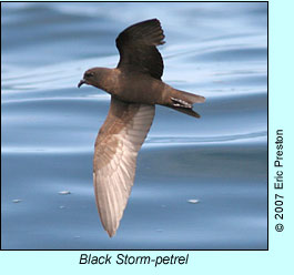 Black Storm-petrel, photo by Eric Preston