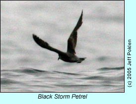 Black Storm Petrel, photo by Jeff Poklen
