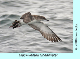 Black-vented Shearwater photo by Glen Tepke