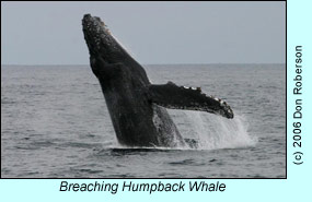 Breaching humpback whale, photo by Don Roberson