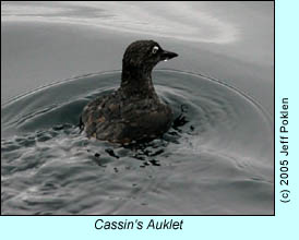 Cassin's Auklet, photo by Jeff Poklen