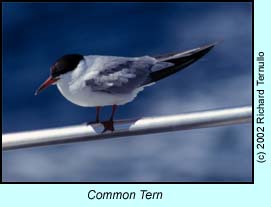 Common Tern photo by Richard Ternullo