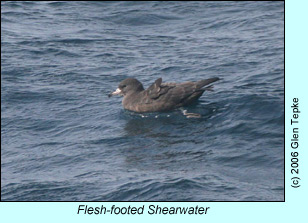 Flesh-footed Shearwater, photo by Glen Tepke