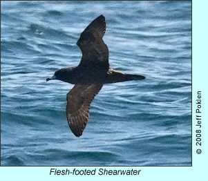 Flesh-footed Shearwater, photo by Jeff Poklen