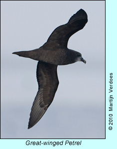 Great-winged Petrel, photo by Martijn Verdoes