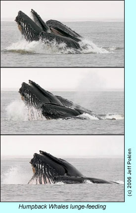 Humpback whales lunge-feeding, photo by Jeff Poklen
