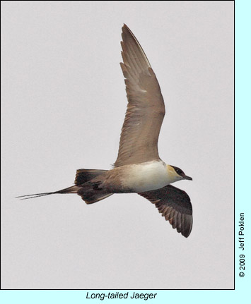 Long-tailed Jaeger photo by Jeff Poklen