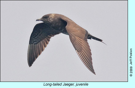 Juvenile Long-tailed Jaeger photo by Jeff Poklen