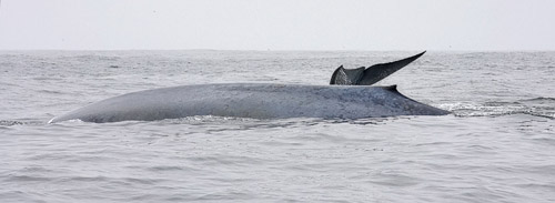 Blue Whale photo by Jeff Poklen