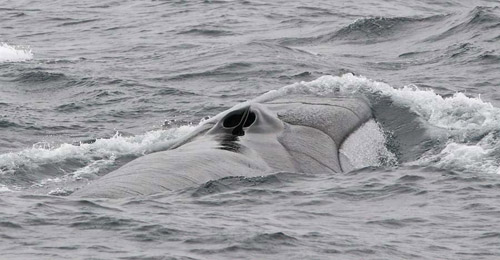 Fin Whale photo by Don Roberson