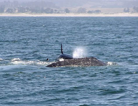 Killer Whale attacking Gray Whale, photo by Roger Wolfe