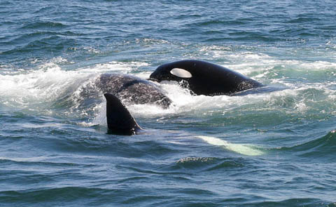 Killer Whales attacking Gray Whale, photo by Jeff Poklen