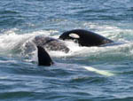 Killer Whales attacking Gray Whale