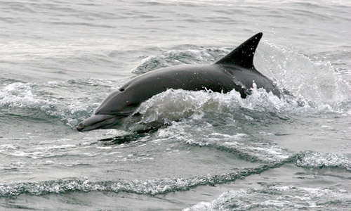 Long-beaked Common Dolphin photo by Jeff Poklen