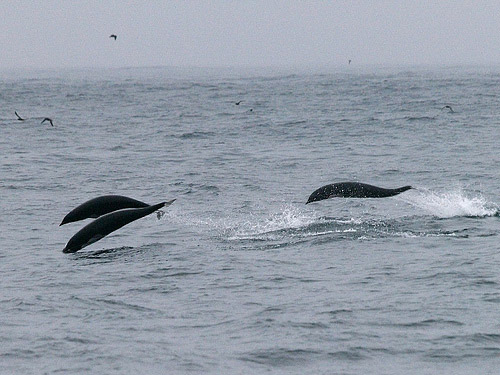 Northern Right Whale Dolphins photo by Chris Hartzell