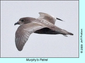 Murphy's Petrel photo by Jeff Poklen