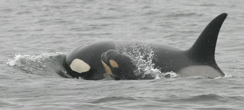Killer Whale mother and calf, photo by Les Chibana