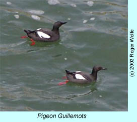 Pigeon Guillemots, photo by Roger Wolfe.