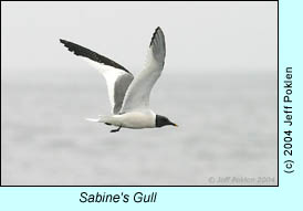 Sabine's Gull, photo by Jeff Poklen