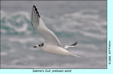 Sabine's Gull, prebasic adult photo by Jeff Poklen