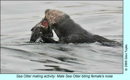 sea otters mating