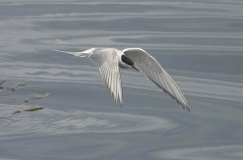 Arctic Tern photo by Les Chibana