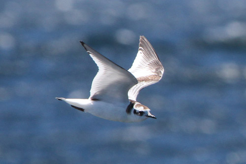 Little Gull photo by Jim Holmes