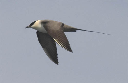 Long-tailed Jaeger photo by Les Chibana