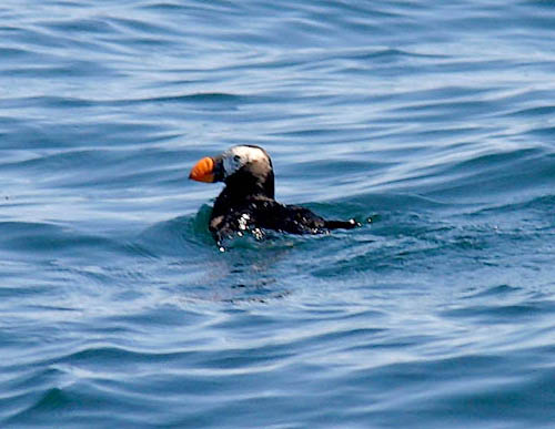 Tufted Puffin photo by Jeff Poklen