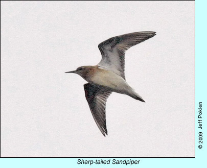 Sharp-tailed Sandpiper, photo by Jeff Poklen