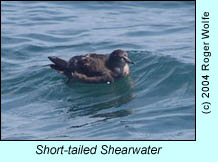 Short-tailed Shearwater, photo by Roger Wolfe