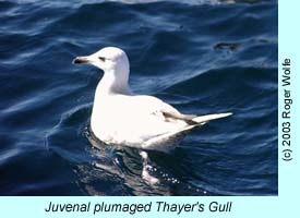 Thayer's Gull photo by Roger Wolfe
