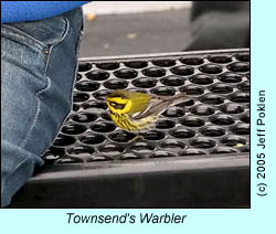 Townsend's Warbler, photo by Jeff Poklen