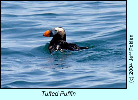 Tufted Puffin, photo by Jeff Poklen