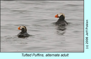 Tufted Puffins, alternate adult, photo by Jeff Poklen
