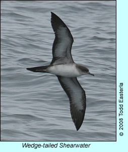Wedge-tailed Shearwater, photo by Todd Easterla