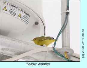 Yellow Warbler on boat, photo by Jeff Poklen